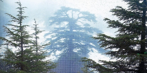 	<span style="color:#2266EE"><백향목 : Cedar ></span><br>
	