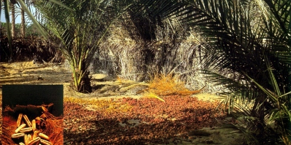 	<span style="color:#8866CC"><종려나무 : Palm tree ></span><br>
	