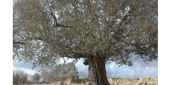 	<span style="color:#EEAA22"><감람나무 : Olive tree ></span><br>
	